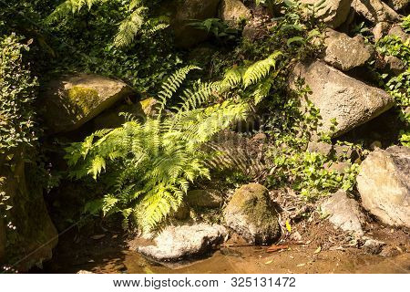 Spring Nature In The Forest, With Its Fresh Green Color And Many Rocks And Stones. Wild Growing Plan
