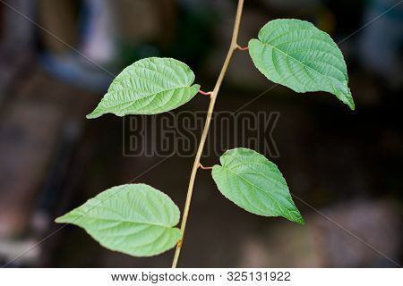 Grape Leaves In Vineyard. Green Vine Leaves At Sunny September Day. Soon Autumn Harvest Of Grapes Fo
