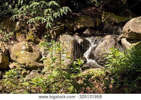 Spring Nature In The Forest, With Its Fresh Green Color And Many Rocks And Stones. Wild Growing Plan