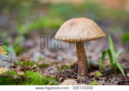 Leccinum Versipelle Mushroom. Orange Birch Bolete In Autumn Forest. Seasonal Collection Of Edible Mu