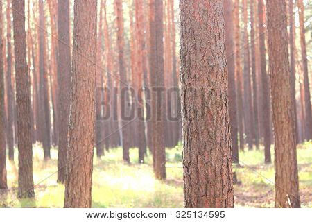 Pine Forest With Beautiful High Pine Trees Against Other Pines With Brown Textured Pine Bark In Summ