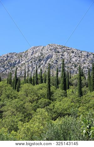Croatia Landscape With Cypress Trees. Mountain View In Konavle.