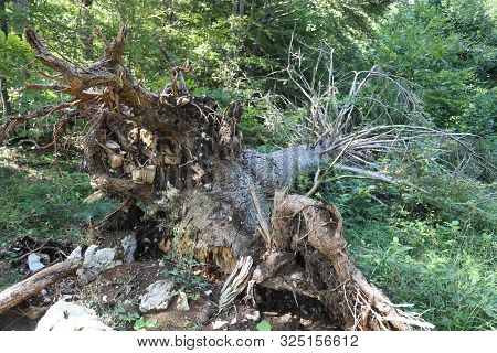 Uprooted Tree On Mountain After The Hurricane