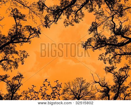 Branches des arbres contre le ciel Orange