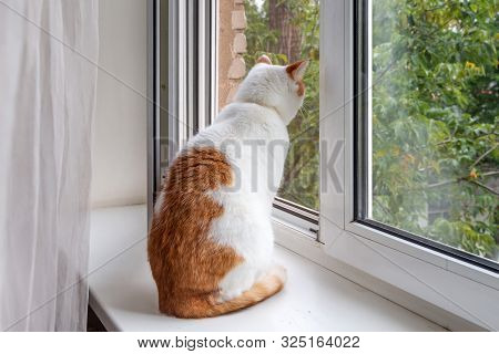 Cute Cat Looking Out Of The Wondow