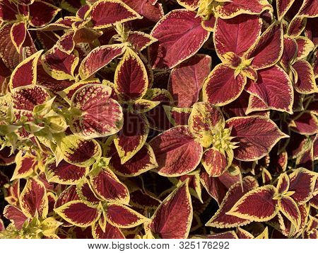 Coleus Blumei Solenostemon Scutellarioides With Flamboyant Colors