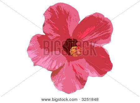 Hibiscus rouge