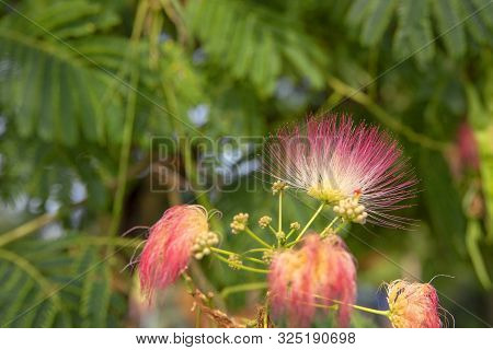 Pink Silk Mimosa Branch With Green Leaves