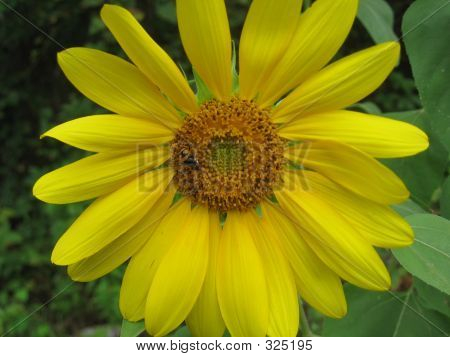 Escape de girasol