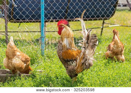 A Beautiful Rooster Stands In Profile In Bright Summer Day.