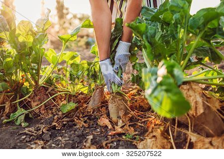 Farmer Pulling Beetroot Out Of Soil. Autumn Harvesting. Picking Vegetables.