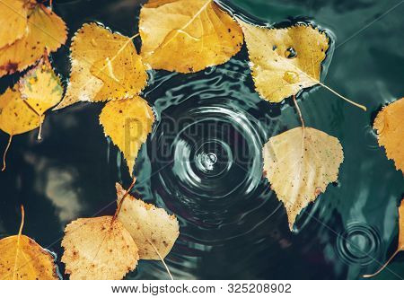 Big Drop Falling On Puddle Leaving A Radial Circles On Surface With Fallen Yellow Leaves On Water.