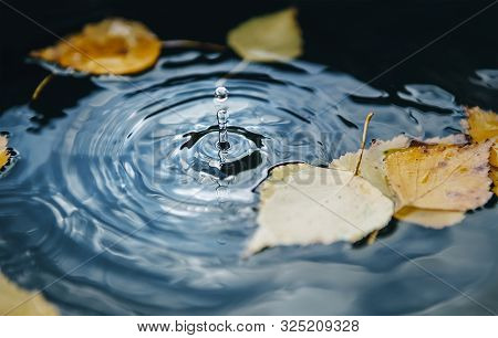 Big Drop Falling On Puddle Leaving A Radial Circles On Surface With Fallen Yellow Leaves On Water.