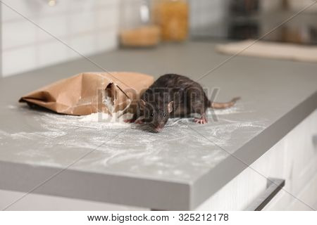 Rat Near Gnawed Bag Of Flour On Kitchen Counter. Household Pest