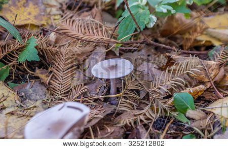 Porcelain Mushrooms (oudemansiella Mucida) On The Ground Between Leafs