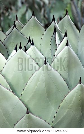 Agave Spears