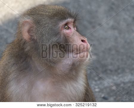Portrait Of A Japanese Macaque Snow Monkey