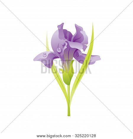 Iris Flower, Floral Icon. Realistic Cartoon Cute Plant Blossom, Spring, Summer Garden Symbol. Vector