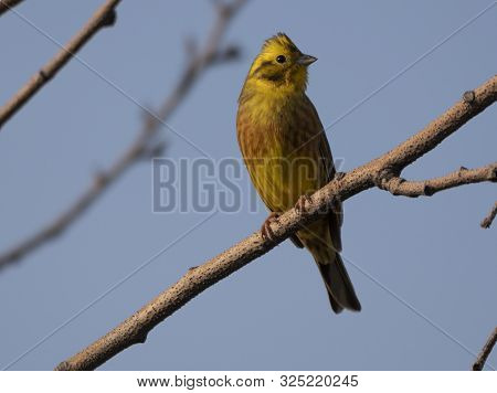 Birds Near Moscow, Yellow Oatmeal On A Tree Branch