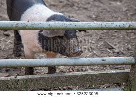 Saddleback Piglets, Sus Scrofa Domesticus, Behind The Fencing Of A Pigsty