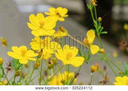 Sulfur Cosmos On Tree In Natural Background. Close Up Freshness Yellow Cosmos Or Compositae Flower W