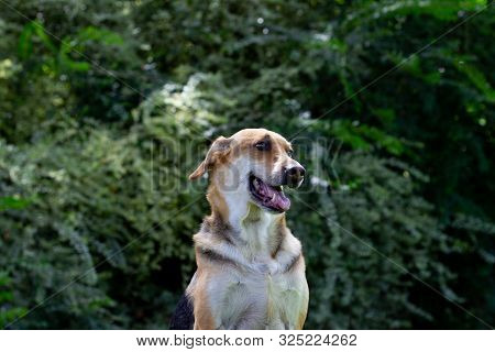Multicolored Dog Sitting On Green Grass With A Large Bush In The Background