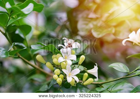 Thai Orange Jasmine, White Orange Jasmine Flower With Green Leaves Blooming On Tree In The Garden. W