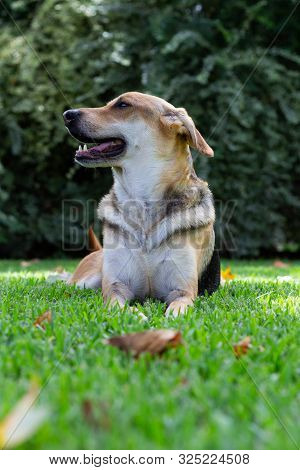 Multicolored Dog Lying In Green Grass Looking G To The Side With A Large Bush In The Background