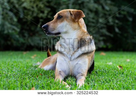 Close Up Of Multicolored Dog Sitting On Green Grass With Large Shrub In Background