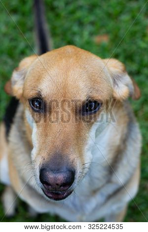 Multicolored dog sitting on grass looking up sad eyed at the camera