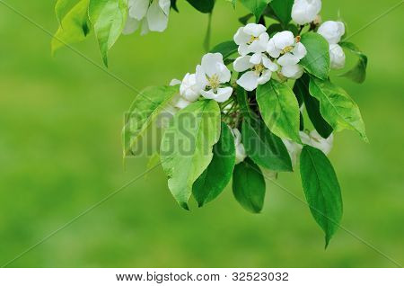 Crabapple Snowcloud