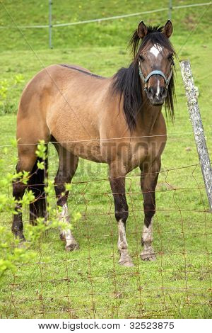 Un ritratto di cavallo.