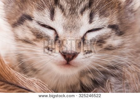 Muzzle Of A Cat With Closed Eyes Close Up.