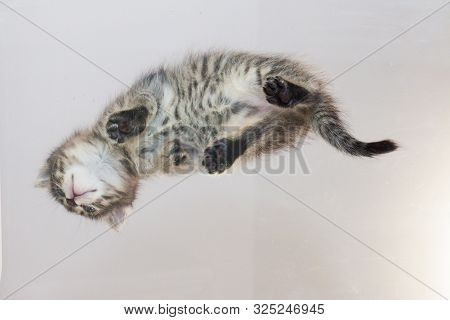 Tabby Cat Flies. Paws Of A Cat On A Transparent Table Close-up.