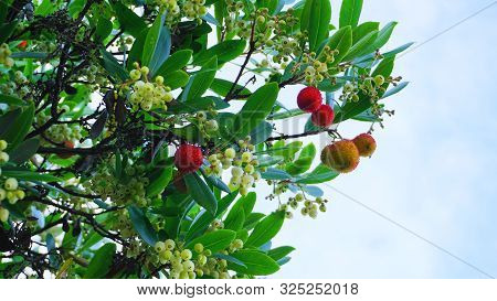 Fruits And Bell-shaped White Flowers On Arbutus Evergreen Tree Close Up.