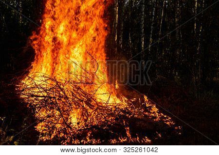 Forest Fires, Fire In Nature, The Destruction Of Tree Plants.