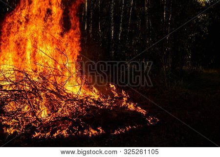 Forest Fires, Fire In Nature, The Destruction Of Tree Plants.