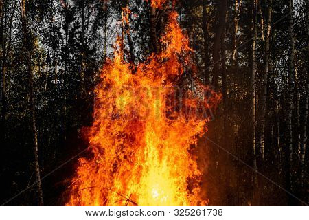 Forest Fires, Fire In Nature, The Destruction Of Tree Plants.