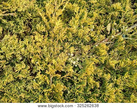 Juniperus Horizontalis Golden Carpet Creeping Juniper. Juniper Tree Branch Texture Needle Background