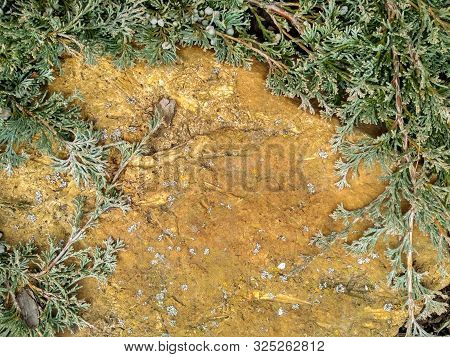 Juniperus Horizontalis Blue Chip Creeping Juniper. Juniper Tree Branch Texture Needle Background