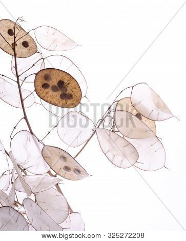 Lunaria Annua Plant, Silver Dollar Plant Against White Light. Botanikal Background.