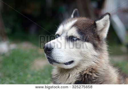 Arctic Malamute With Blue Eyes Muzzle Portrait Close Up. This Is A Fairly Large Dog Native Type