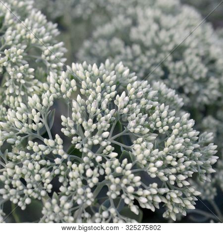 Lot Of Blooming Hylotelephium Telephium White Flowers With Green Leaves And Stems