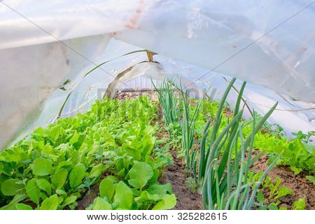 Salad With Onions In The Greenhouse. Eco Food