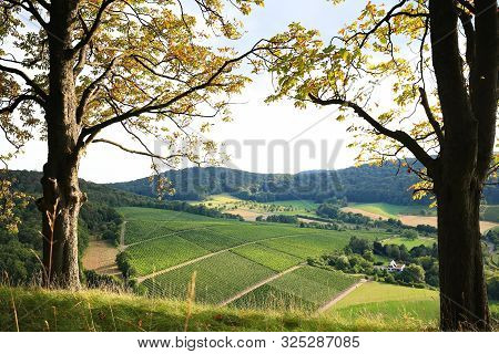 Vineyards Near Castell In Lower Franconia