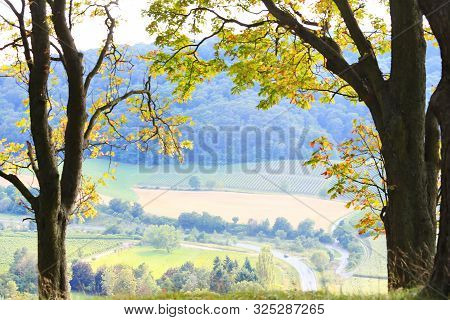 Vineyards Near Castell In Lower Franconia