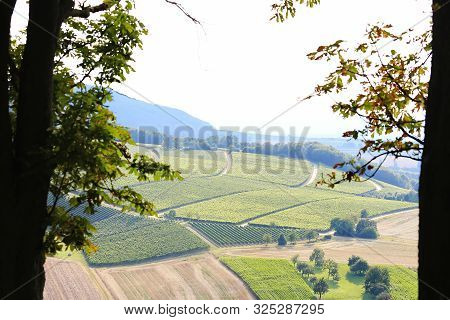 Vineyards Near Castell In Lower Franconia