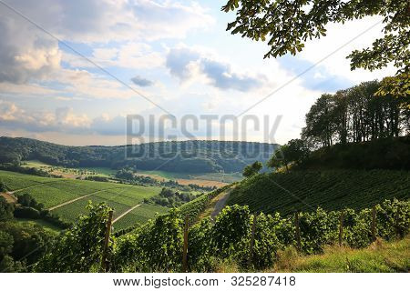 Vineyards Near Castell In Lower Franconia