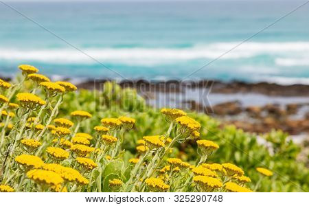 Yellow Coastal Fynbos Flowers On A Beach In Cape Town