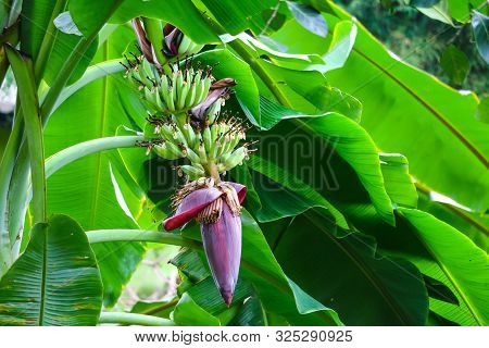 Banana Blossom Properties To Drink Milk, Nourish Blood, Help Treat Gastritis